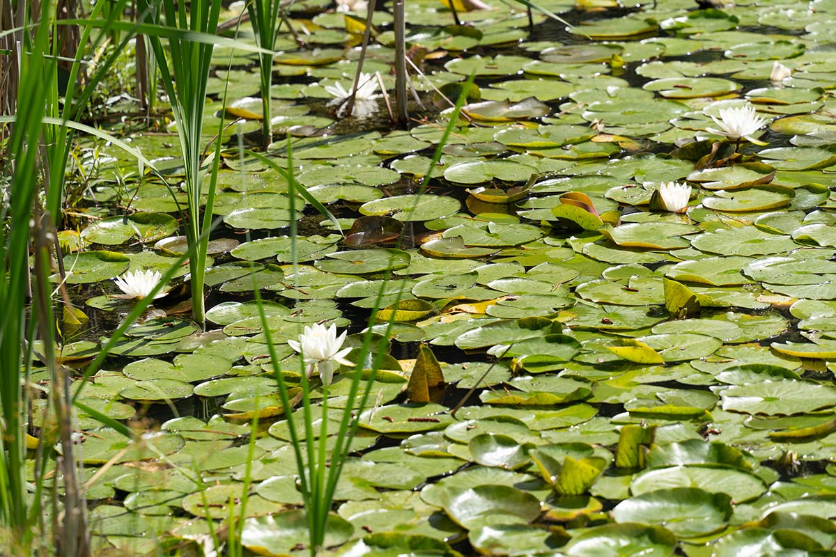 White Waterlilies in a lotus pond